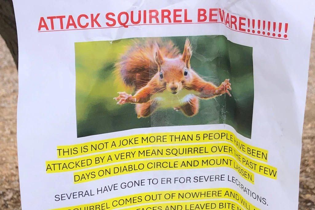 Flyer warning of aggressive squirrel